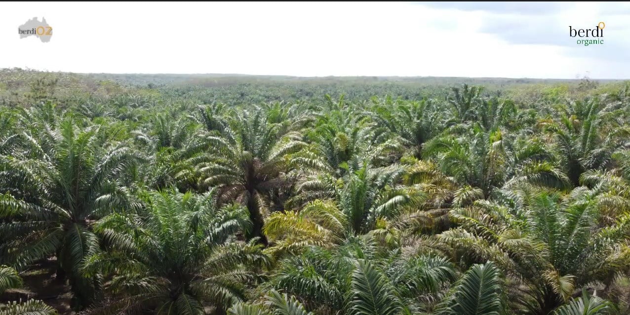 palm oil 1